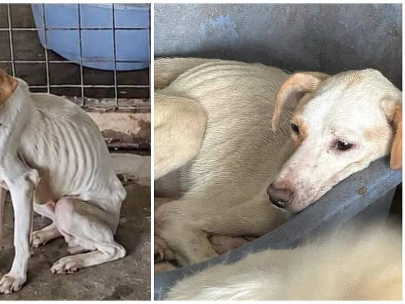 Horror la Dăeni! Adăpost de câini, anchetat pentru schingiuirea și uciderea animalelor / foto