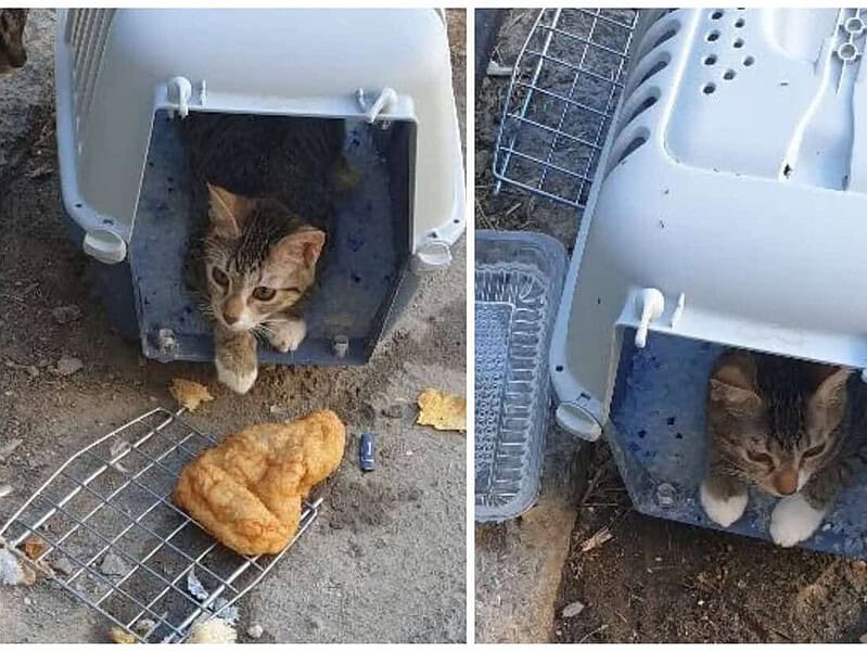 Abandonat în cușcă, cu o gogoașă lângă el. Un pui de pisică, găsit pe stradă în Tulcea