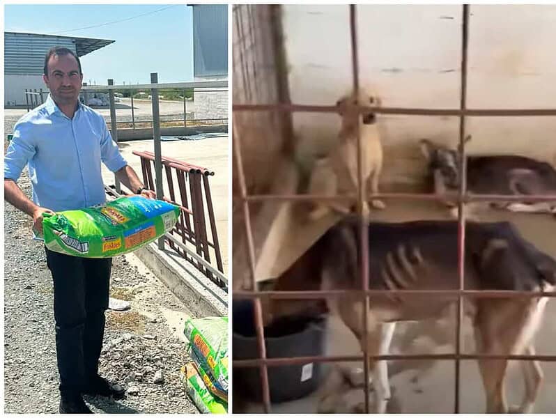 Drama continuă în „adăpostul groazei” de la Dăeni. Câinii încă așteaptă salvarea / video