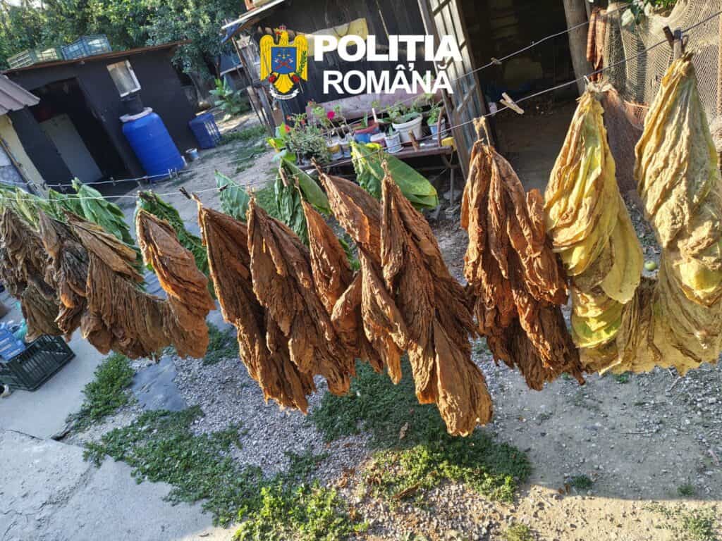 Descinderi ca-n filme la Tulcea: „Fabrică” de țigări, descoperită într-o locuință. Peste jumătate de tonă de tutun, confiscată / foto