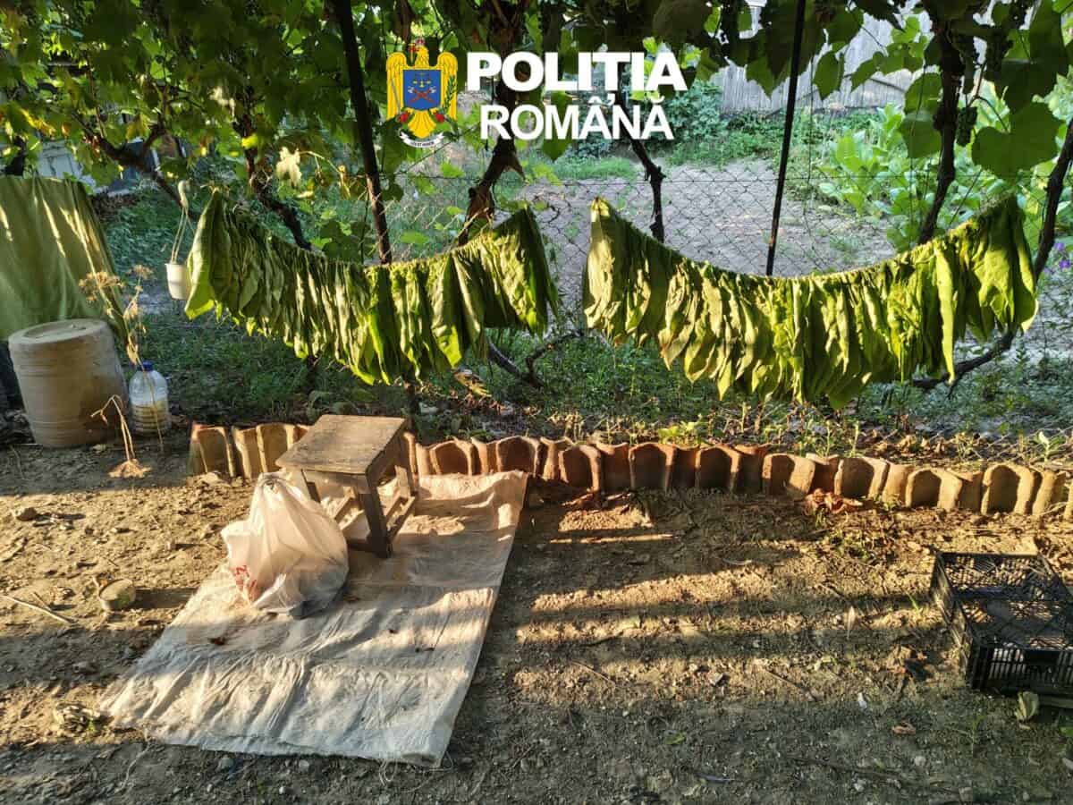 Descinderi ca-n filme la Tulcea: „Fabrică” de țigări, descoperită într-o locuință. Peste jumătate de tonă de tutun, confiscată / foto