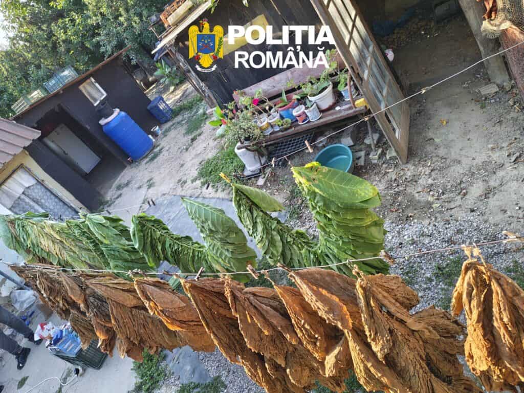 Descinderi ca-n filme la Tulcea: „Fabrică” de țigări, descoperită într-o locuință. Peste jumătate de tonă de tutun, confiscată / foto