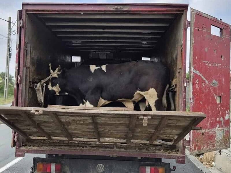 Transporturi ilegale cu animale, depistate în Tulcea. Filtre în tot județul / foto