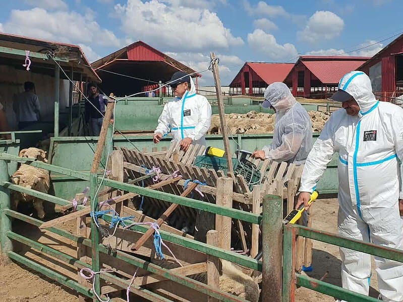 Alertă în Tulcea: patru focare de variolă la oi și capre. Peste 100 de veterinari mobilizați / foto