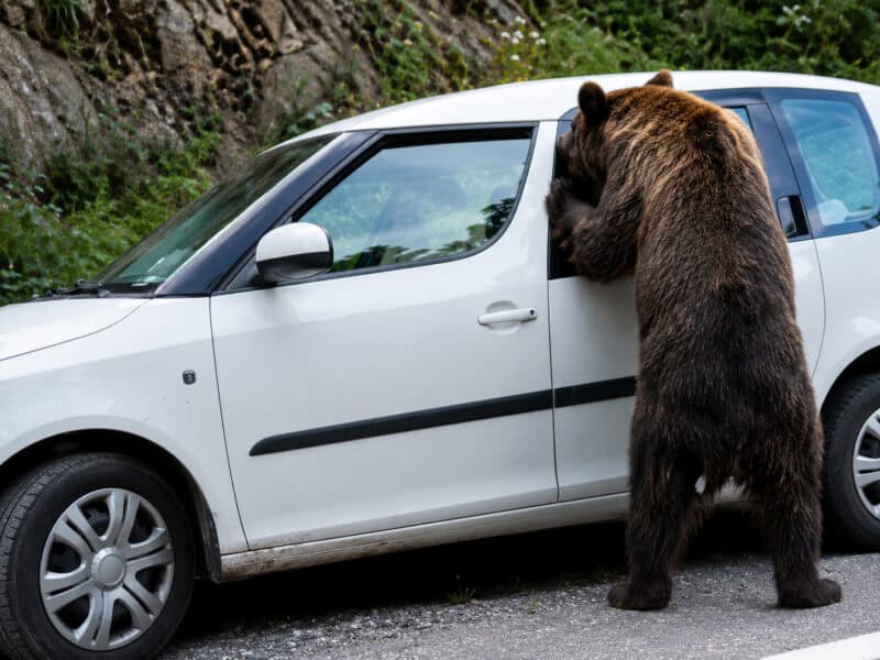 Urs înfometat a spart mașina unor turiști pe Transfăgărășan în căutare de mâncare