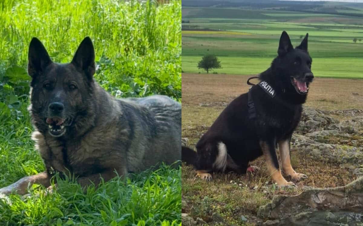 Agana și Biv se retrag din Poliția Tulcea. Cei doi ciobănești germani pot ajunge gratuit la noi stăpâni