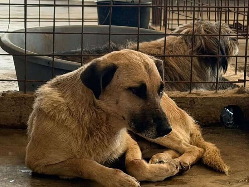 Cazul adăpostului de câini din Dăeni ia amploare. Primăria vine cu explicații