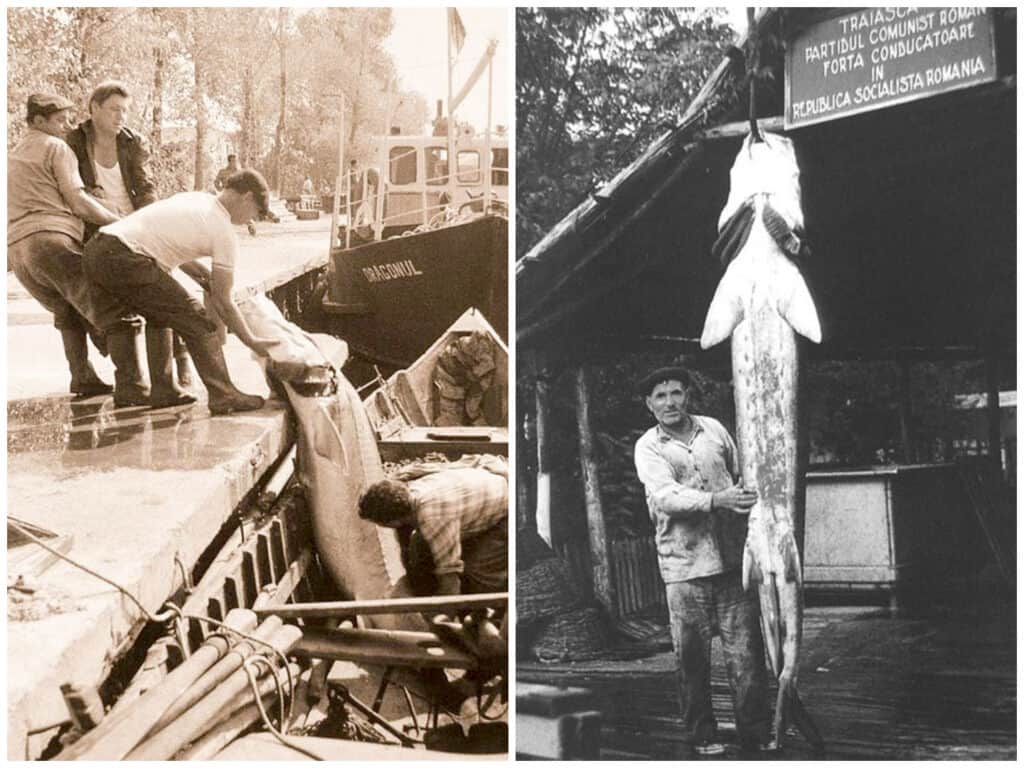 Legendele Tulcei (9). Monstrul Deltei: morunul de 675 kg care a devenit de o tonă