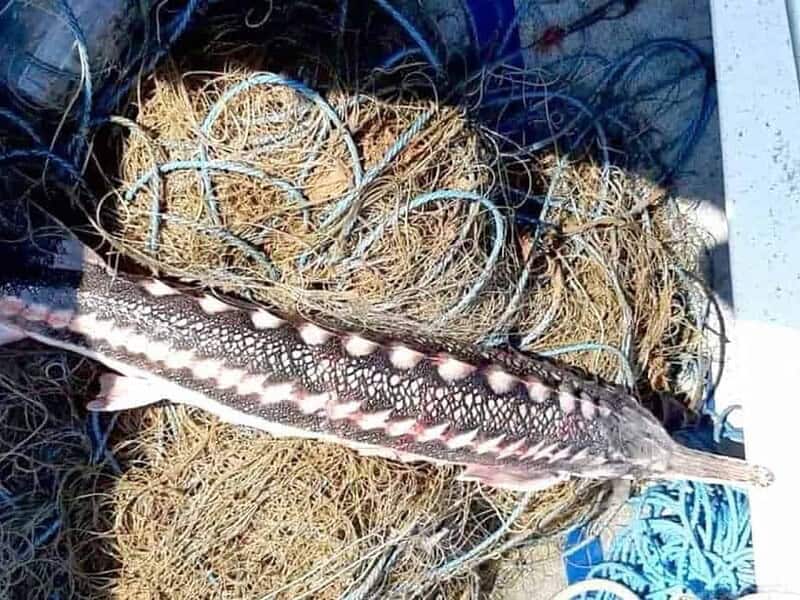 Doi tulceni din Smârdan, prinși cu cegă pe brațul Măcin. Au aruncat peștele în Dunăre