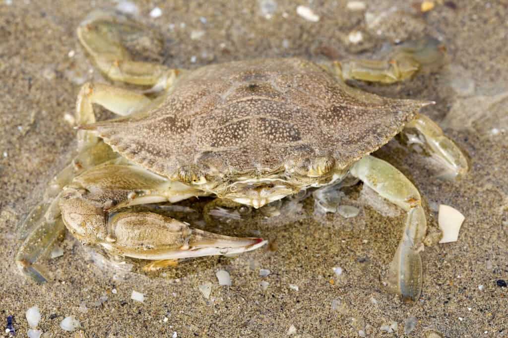 Blaukrabbe Callinectes sapidus 1 Crabul albastru rupe plasele în Delta Dunării. Cercetătorii vor să-l trimită la cratiță!