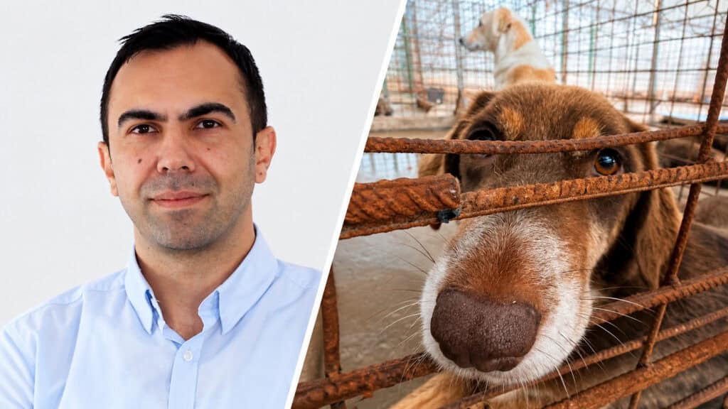 Portret si caine la adapost Adăpostul de câini din Dăeni, din nou sub control după redeschidere. Prefectul cere verificări „la sânge”