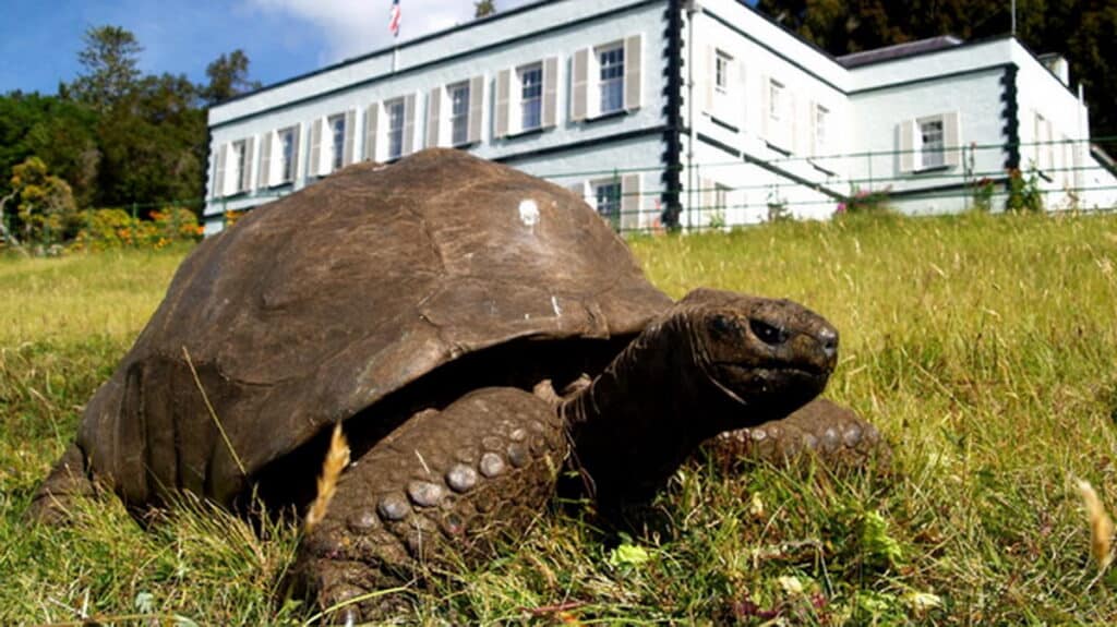 cel mai batran animal terestru din lume are 194 de ani adn ul sau ii uimeste pe Jonathan, broasca țestoasă giganta are 194 de ani și ADN‑ul îi intrigă pe cercetători